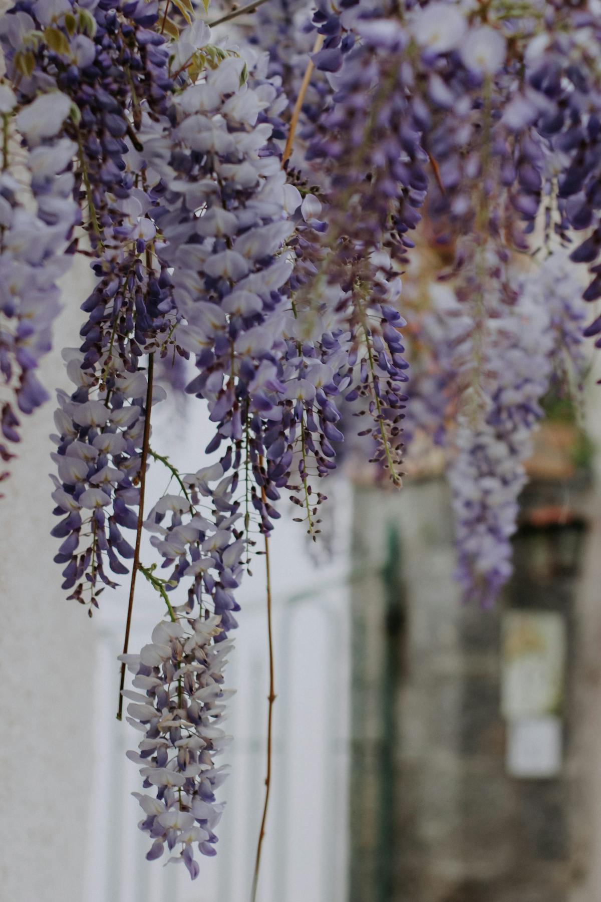 Wisteria flowering on a stone wall above the lake in late April southern Garda light