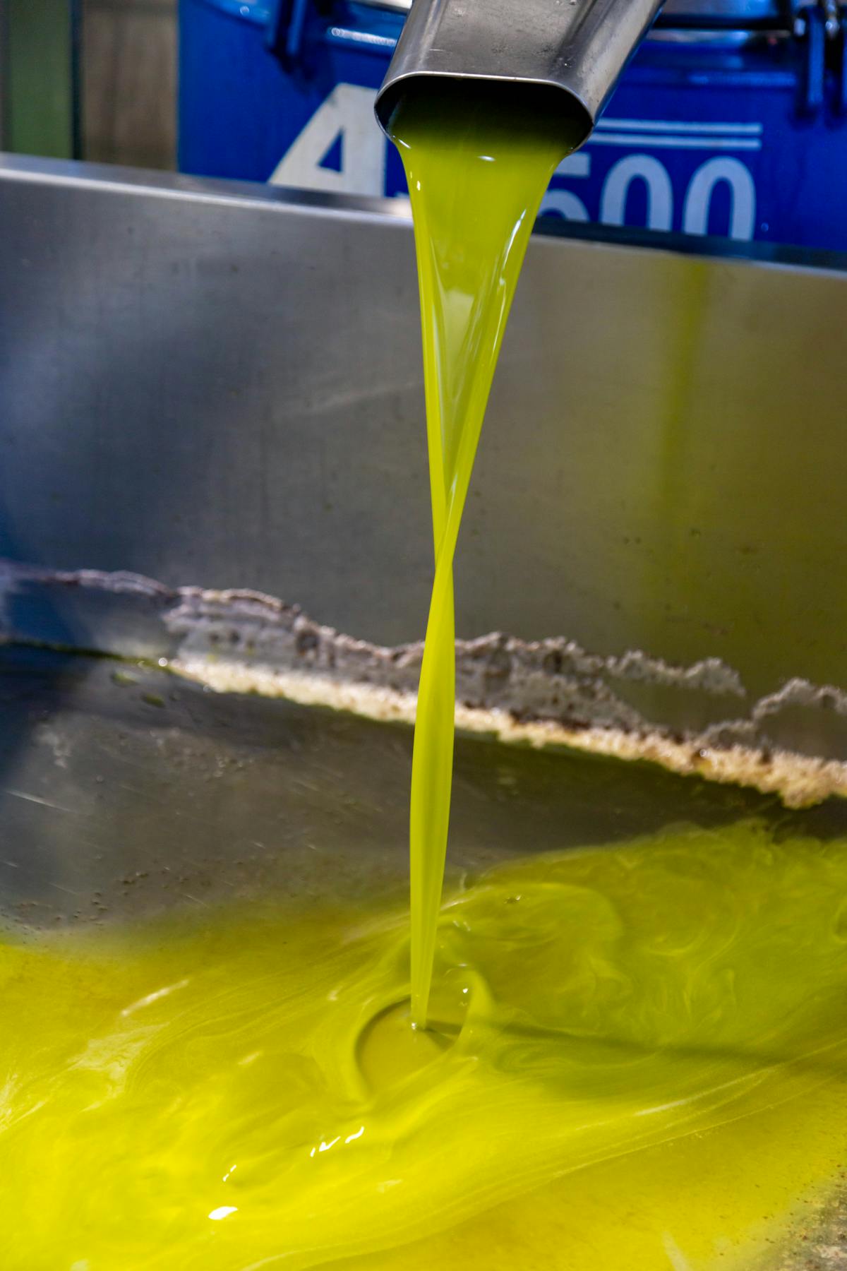Cloudy green olive oil pouring from a centrifuge at a southern Lake Garda frantoio in November